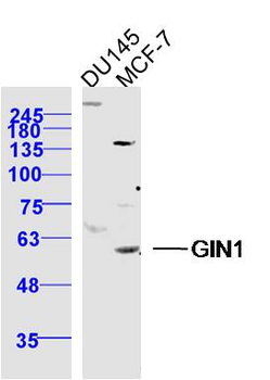 GIN1 Rabbit Polyclonal Antibody