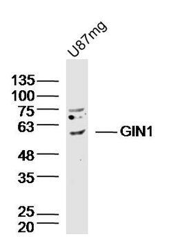 GIN1 Rabbit Polyclonal Antibody