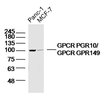 GPCR PGR10/GPCR GPR149 Rabbit Polyclonal Antibody