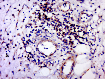 GPCR150 Rabbit Polyclonal Antibody