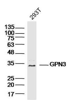 GPN3 Rabbit Polyclonal Antibody