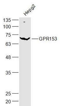 GPR153 Rabbit Polyclonal Antibody
