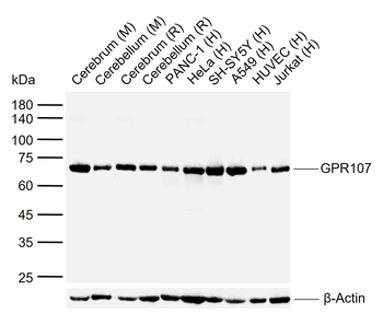 GPR107 Rabbit Polyclonal Antibody