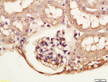 Phospho-GRLF1 (Tyr1087) Rabbit Polyclonal Antibody