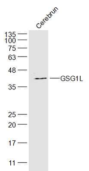 GSG1L Rabbit Polyclonal Antibody