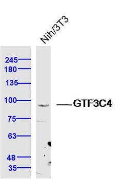 GTF3C4 Rabbit Polyclonal Antibody