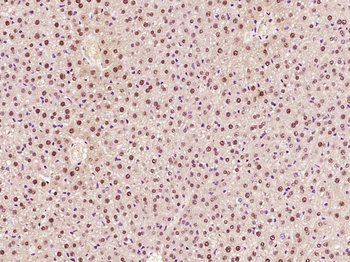 Histone H4 (tri methyl K20) Rabbit Polyclonal Antibody