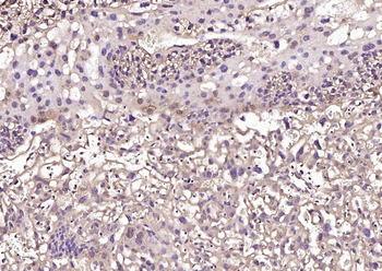 Phospho-HSF1 (Ser303 + Ser307) Rabbit Polyclonal Antibody