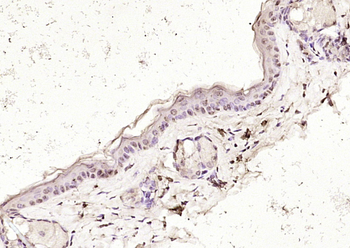 HnRNP A1 Rabbit Polyclonal Antibody