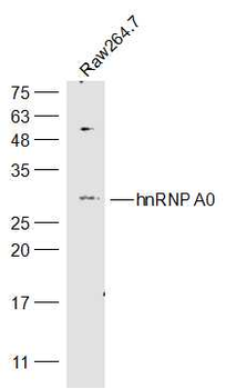 HnRNP A0 Rabbit Polyclonal Antibody