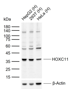 HOXC11 Rabbit Polyclonal Antibody