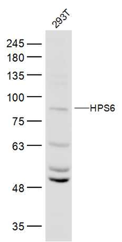 HPS6 Rabbit Polyclonal Antibody