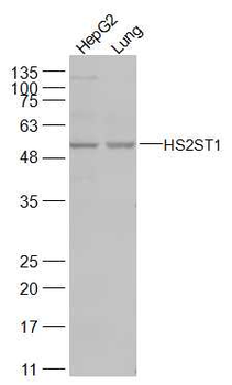 HS2ST1 Rabbit Polyclonal Antibody
