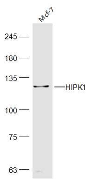 HIPK1 Rabbit Polyclonal Antibody