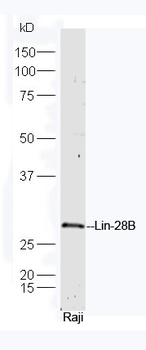 LIN28B Rabbit Polyclonal Antibody