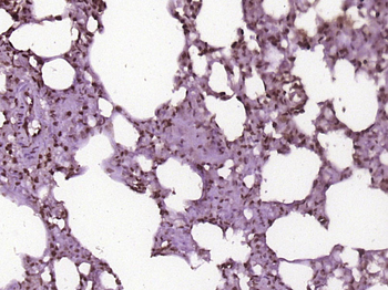 HMGN3 Rabbit Polyclonal Antibody