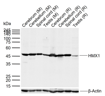 HMX1 Rabbit Polyclonal Antibody