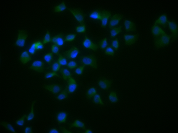 MHC class I Rabbit Polyclonal Antibody