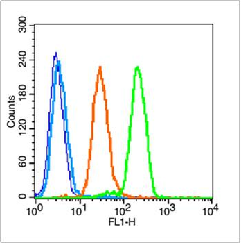 Phospho-Hsp90 beta (Ser226) Rabbit Polyclonal Antibody