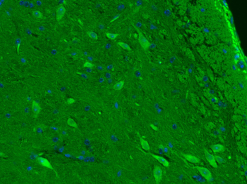 HSPA12A Rabbit Polyclonal Antibody