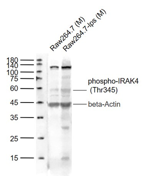 Phospho-IRAK4 (Thr345) Rabbit Polyclonal Antibody