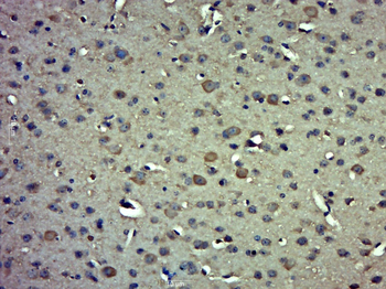 IMPACT Rabbit Polyclonal Antibody