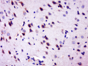 IMPACT Rabbit Polyclonal Antibody