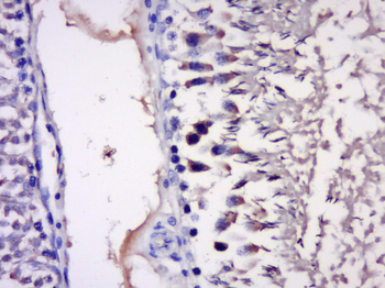 IMPACT Rabbit Polyclonal Antibody