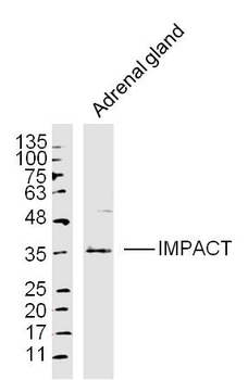 IMPACT Rabbit Polyclonal Antibody