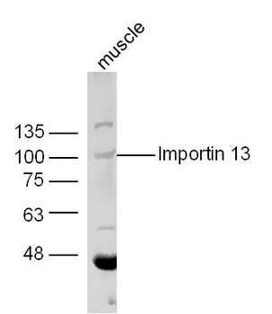 Importin 13 Rabbit Polyclonal Antibody