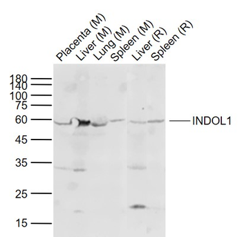 INDOL1 Rabbit Polyclonal Antibody