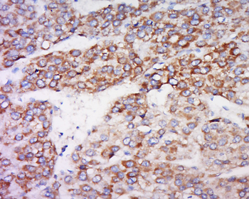INDOL1 Rabbit Polyclonal Antibody