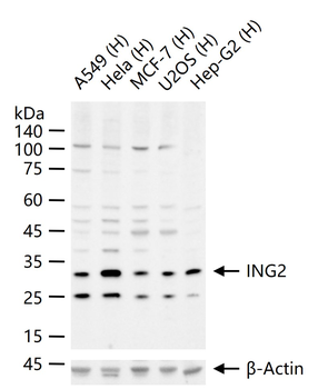 ING2 Rabbit Polyclonal Antibody