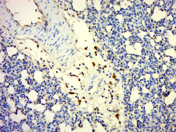 IQCF5 Rabbit Polyclonal Antibody