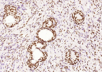 IRF2 Rabbit Polyclonal Antibody