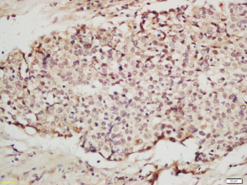 IRF2 Rabbit Polyclonal Antibody