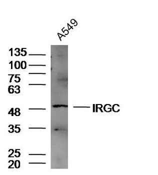 IRGC Rabbit Polyclonal Antibody