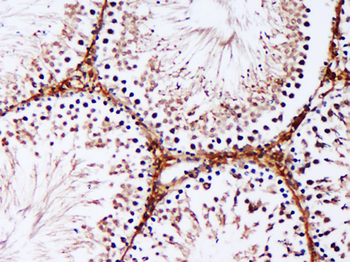 IRGC Rabbit Polyclonal Antibody