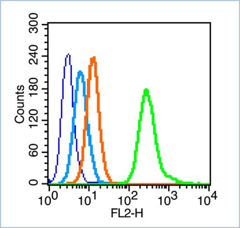 Phospho-IRS1 (Ser616) Rabbit Polyclonal Antibody