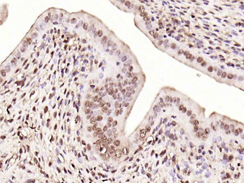 Phospho-IRS1 (Ser616) Rabbit Polyclonal Antibody