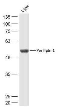 Perilipin 1 Rabbit Polyclonal Antibody