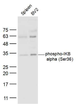 Phospho-IKB alpha (Ser36) Rabbit Polyclonal Antibody