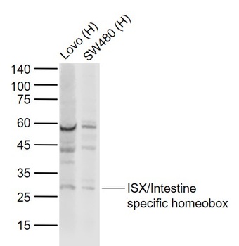 ISX antibody