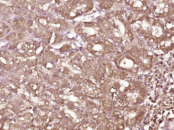 IL33 Rabbit Polyclonal Antibody