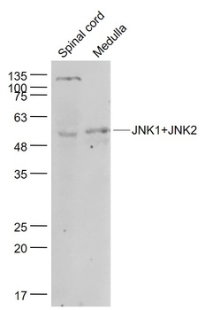 JNK1+JNK2 antibody