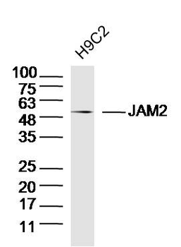 JAM2 Rabbit Polyclonal Antibody