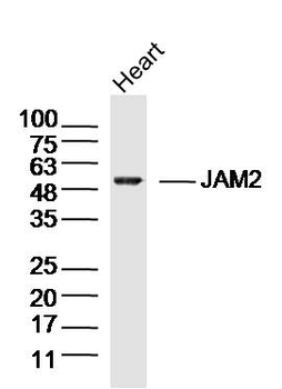 JAM2 Rabbit Polyclonal Antibody
