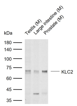 KLC2 Rabbit Polyclonal Antibody