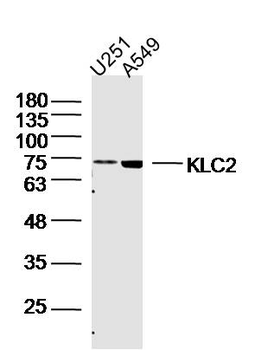 KLC2 Rabbit Polyclonal Antibody