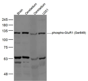Phospho-GluR1 (Ser849) Rabbit Polyclonal Antibody